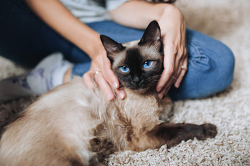 A contented snout of a close-up of a cat and a man's hand. The girl and the owner of his pet pet Siamese cat lying on the floor. The pleasure and pleasure of a pet. Cat habits and games.