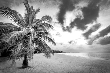 Palm tree and cloudy sky in black and white. Tropical beach landscape in dramatic process
