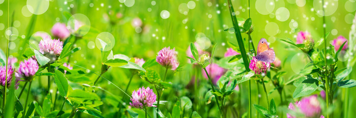 Banner 3:1. Butterfly on purple clover (trifolium) flower on meadow. Spring nature background. Soft focus
