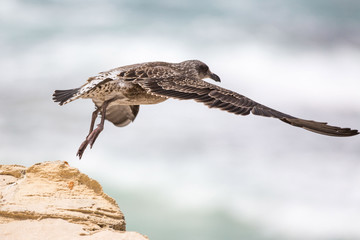 Close up of a young Kelp Gull (Larus dominicanus) just taking off from a rock, South Africa