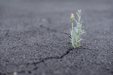 flower growing in crack