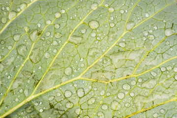 green leaf macro. visible veins. close up