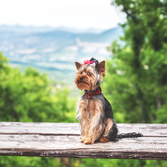 Yorkshire Terrier dog posing outdoors on a background of mountains