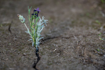 flower in crack