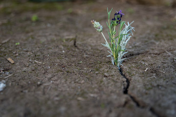flower growing in crack in soil