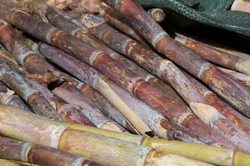 Sugarcane outdoors in the sunshine