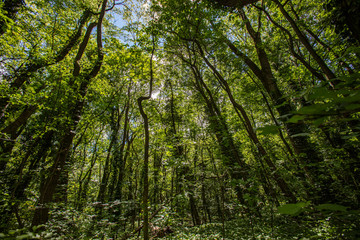 Fototapeta na wymiar green forest in summer time
