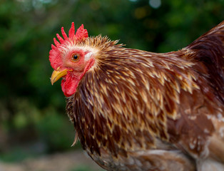 Brown mother hen with green muted background 