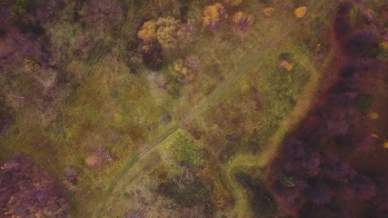 abstract grunge background of autumn forest