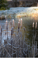 Frozen garden, aquatic plants and ponds