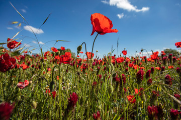 field of red poppies on bright summer day 