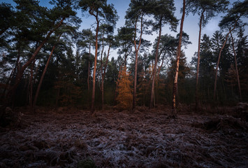 winter forest