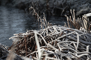 Frozen garden, aquatic plants and ponds