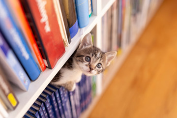 Fototapeta na wymiar Kitten playing at home