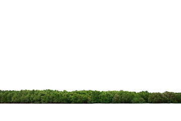 Mangrove forest in Thailand, retouch backdrop