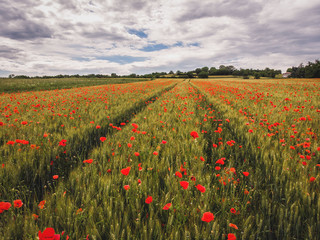 poppy field of red poppies flowers