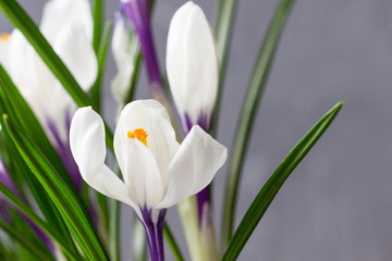 Group of white crocus on a gray background.