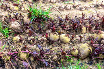 field with some beets on the surface