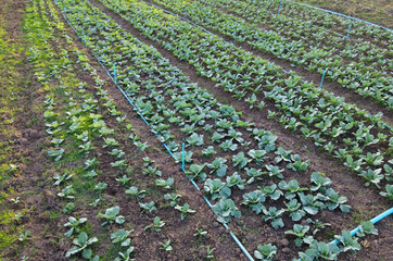 Aerial view of agriculture farm of cabbage in countryside. 