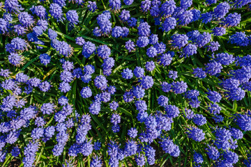 Obraz premium Top view close-up of beautiful blooming blue grape hyacinths.