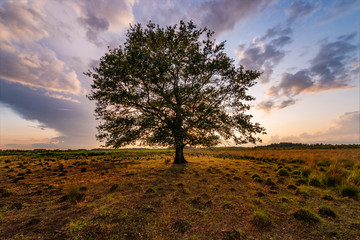 sunrise oak