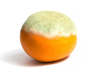 Spoiled half rotting orange on a white background