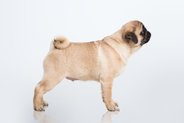 Pug dog accepted the riser