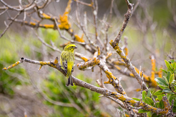 Yellow canary (Crithagra flaviventris) sitting on a branch, South Africa