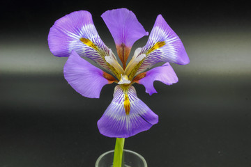 purple iris flower © William Richardson