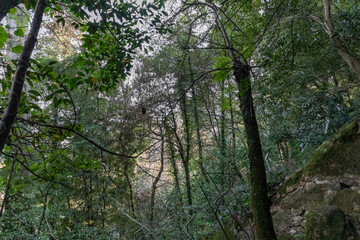 Green vegetation in the forest (Quinta da Regaleira, Sintra, Portugal)