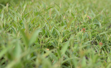 Green grass with flowers in park landscape backgroud thailand