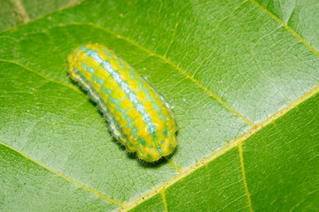 Image of Green Moth Caterpillar on green leaves. Insect. Animal
