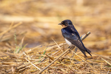 Image of barn swallow bird (Hirundo rustica) on the natural background. Bird. Animal.