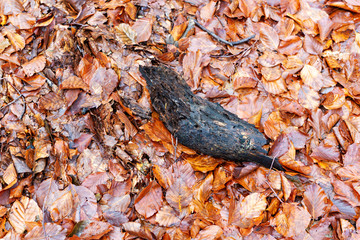 Fallen leaves in a forest