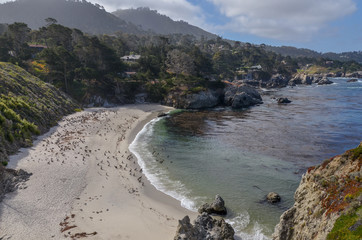 Fototapeta premium pelicans and seagulls on Gibson Beach at Point Lobos State Natural Reserve (Carmel-By-The-Sea, California, USA)