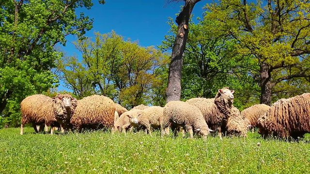 the herd of sheep grazes on green a meadow