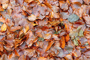 Fallen leaves in a forest