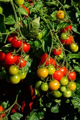 Losetto variety of Cherry Tomatoes ripening on the vine, UK.