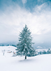 Trees in the mountains. Winter mountains 