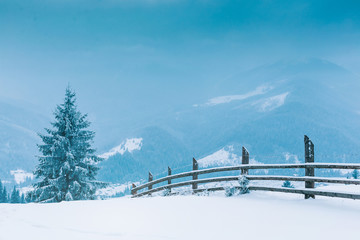 Trees in the mountains. Winter mountains 