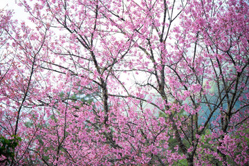 Pink flowers blooming in the garden. Sakura in Thailand.