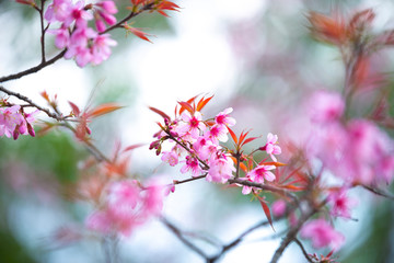 Pink flowers blooming in the garden. Sakura in Thailand.