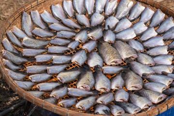 Fresh Fish being cured and sun dried. 