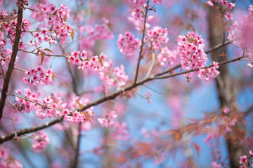 Pink flowers blooming in the garden. Sakura in Thailand.