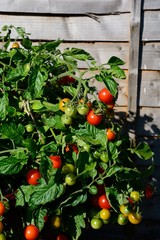Losetto variety of Tomatoes ripening on the vine, UK.