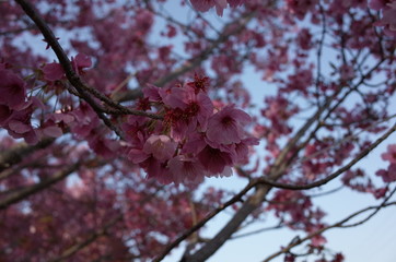 Obraz premium 桜の花