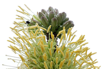 Fototapeta premium agave_victoriae-reginae