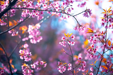 Obraz na płótnie Canvas Pink flowers blooming in the garden. Sakura in Thailand.