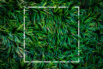 Rectangle layout with textured of green grass. nature concept.