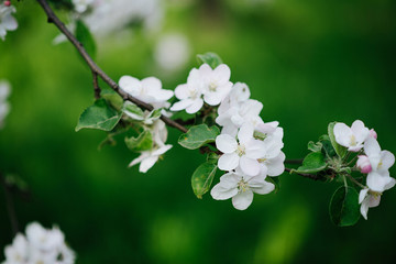 Fresh twig of blossoming apple tree on a bright green background. Spring garden. Floral texture. Soft focus. Close-up.